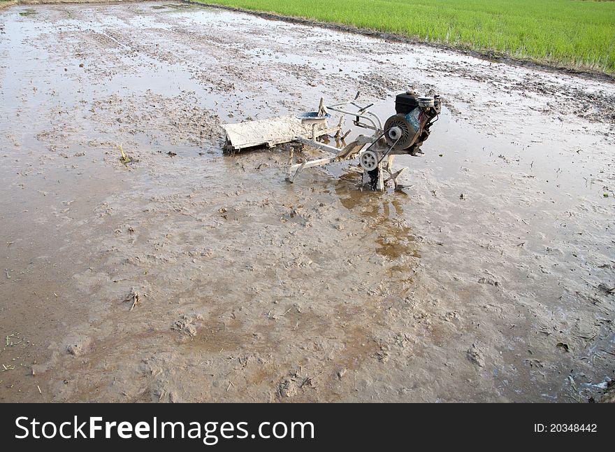 Paddy field,agriculture background,asia