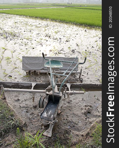 Paddy field,agriculture background,asia