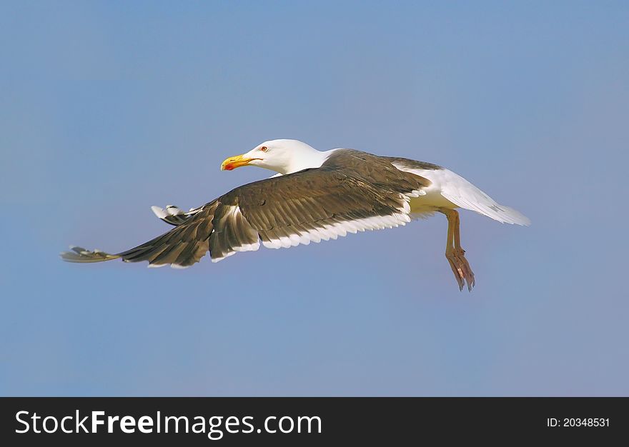 Great black-backed gull is flying. Great black-backed gull is flying