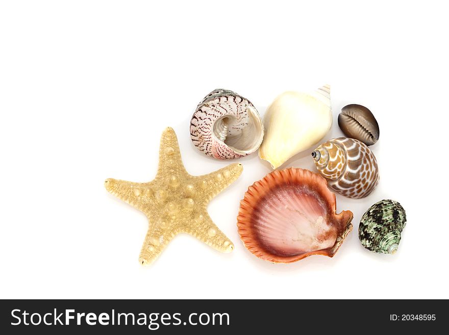 Collection of seashells, isolated on white. Collection of seashells, isolated on white