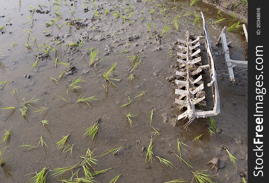 Paddy field,agriculture background,asia