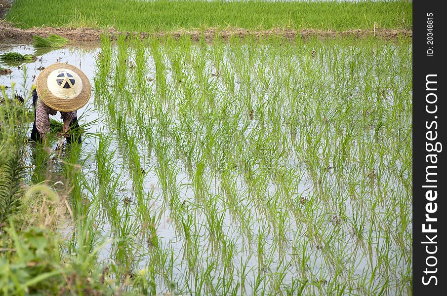Asian Peasantry Grow Rice