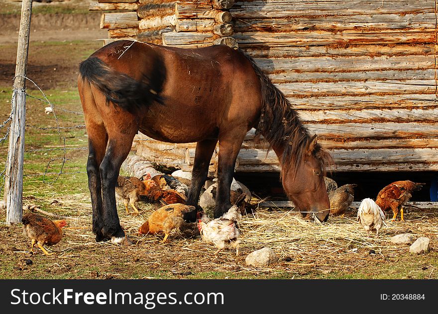 This is in a mountain village in northern xinjiang, China photos that horse, the freedom of horse and the chicken together in feeding