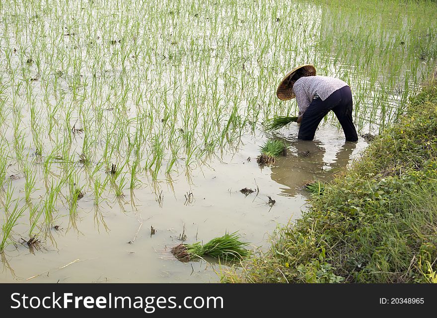 Asian peasantry grow rice,agriculture