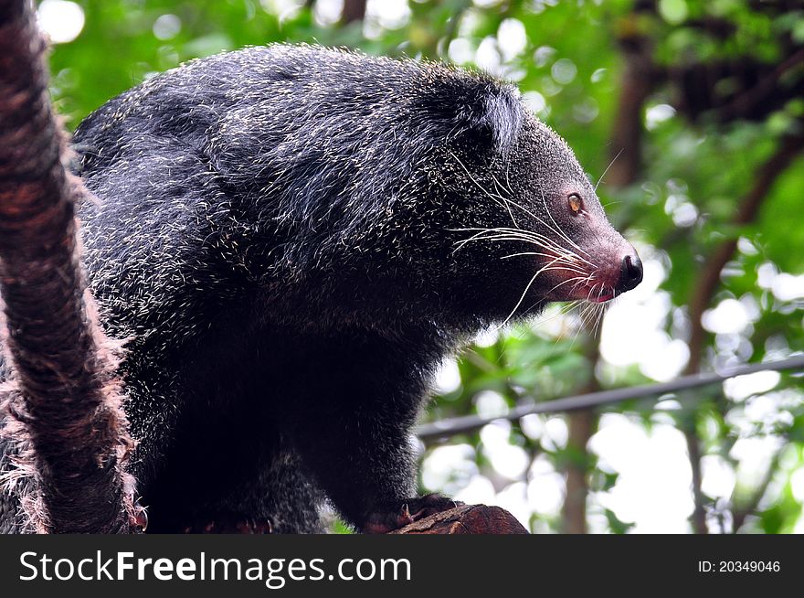 A black raccoon like bear is looking for food. A black raccoon like bear is looking for food