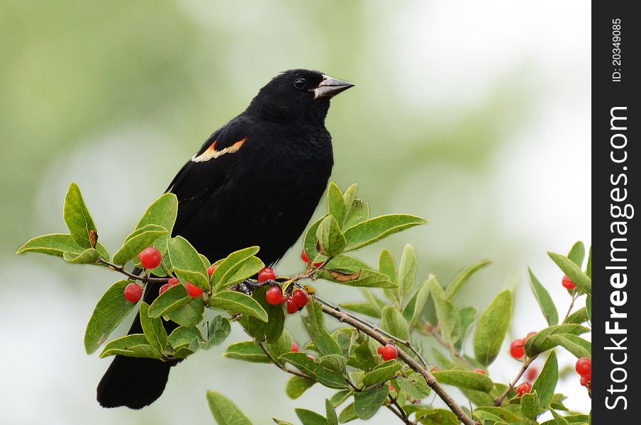 Red-winged blackbird perched on berry bush, green-white background. Red-winged blackbird perched on berry bush, green-white background