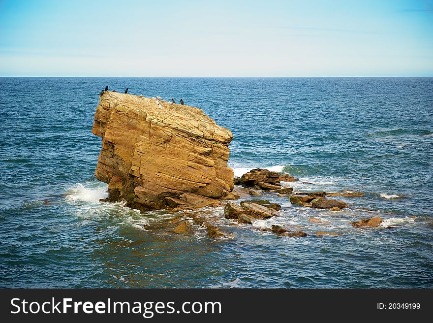 The Rock. Seabirds nesting on large rock on Northumberland coast