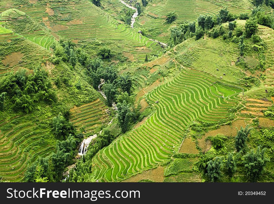 Green Terraced Rice Field in Sapa, Vietnam