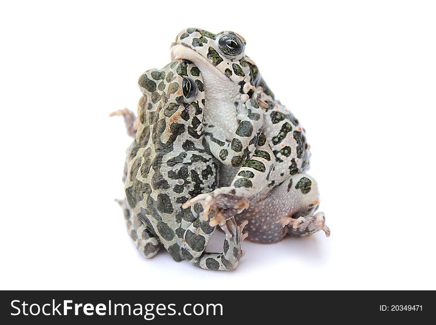 Frogs on white background isolated reptile macro close-up photo