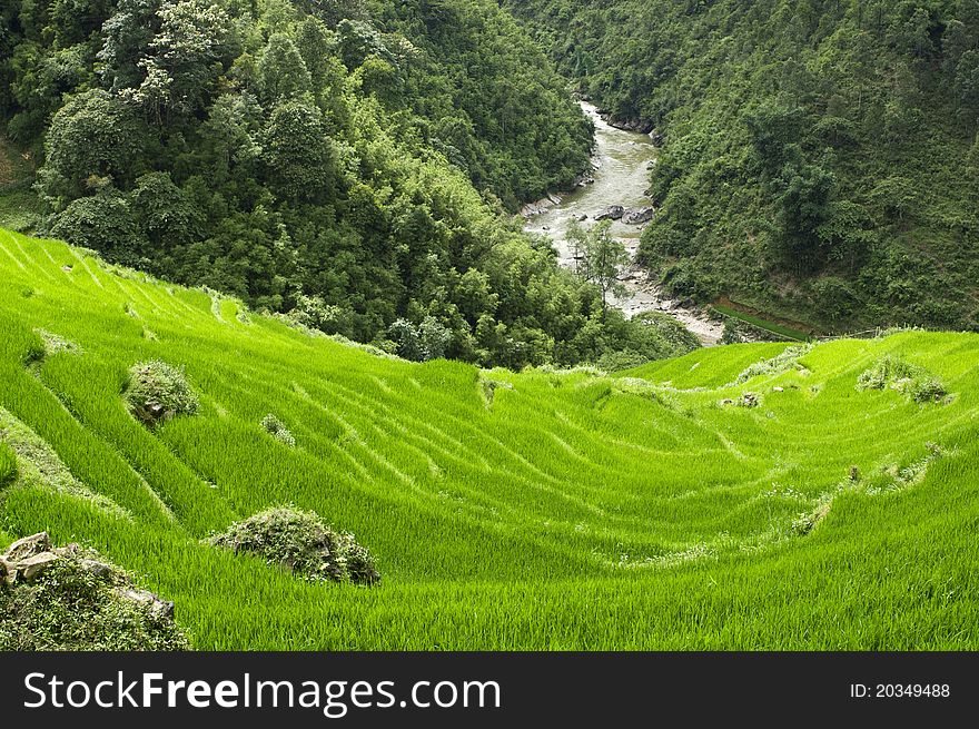 Terraced Rice Field