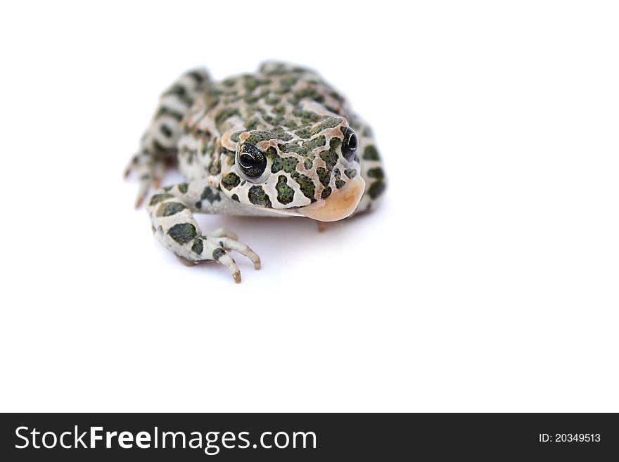 Frog on white background isolated reptile macro close-up photo. Frog on white background isolated reptile macro close-up photo