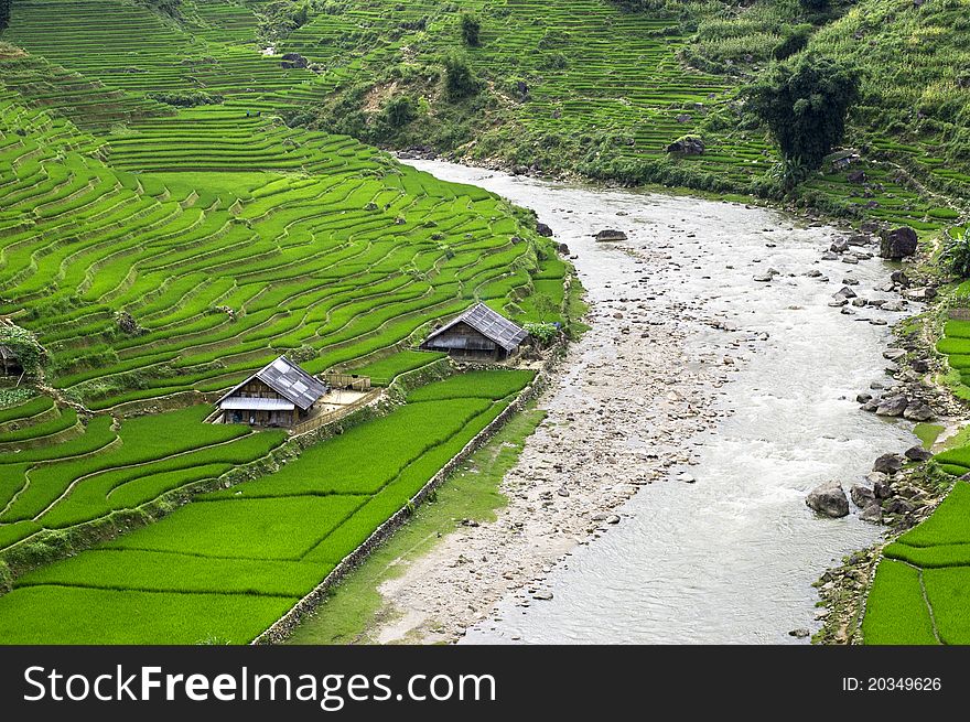 Green Terraced Rice Field in Sapa, Vietnam