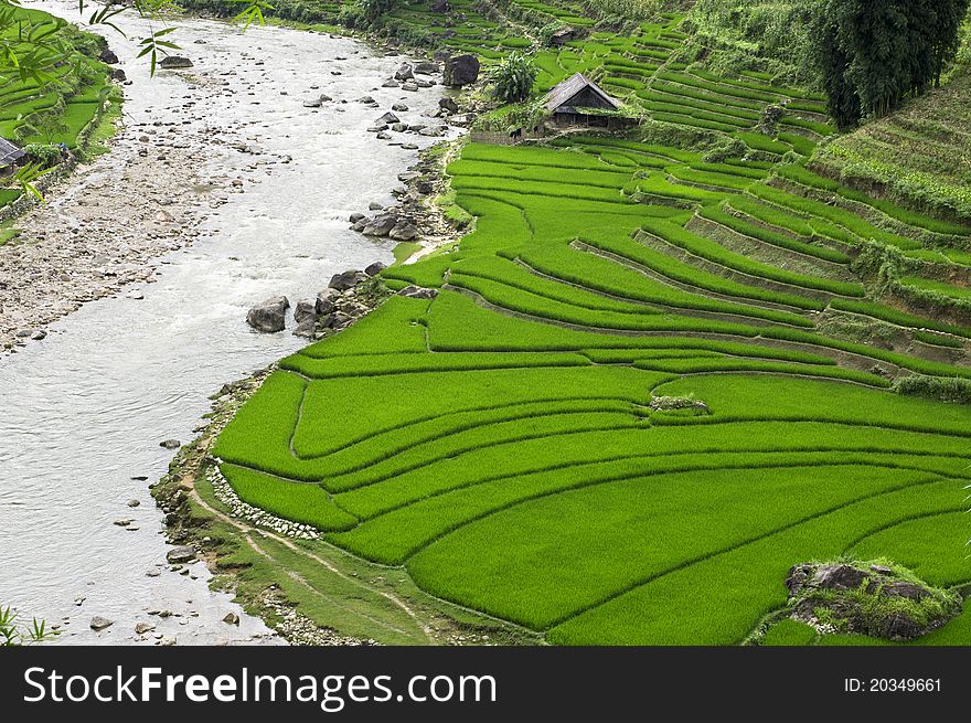 Terraced Rice Field