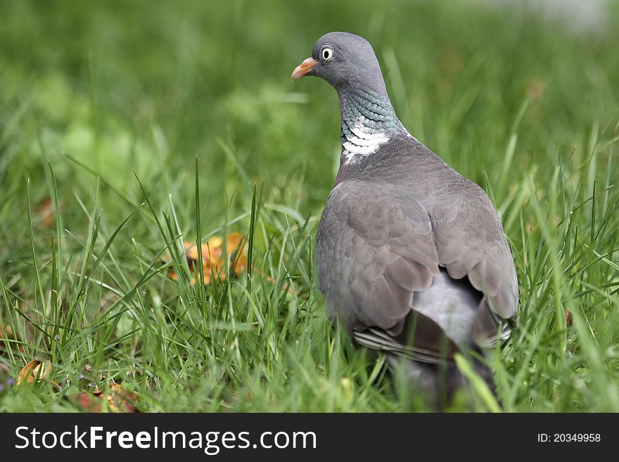 The domestic pigeon sitting in the grass.