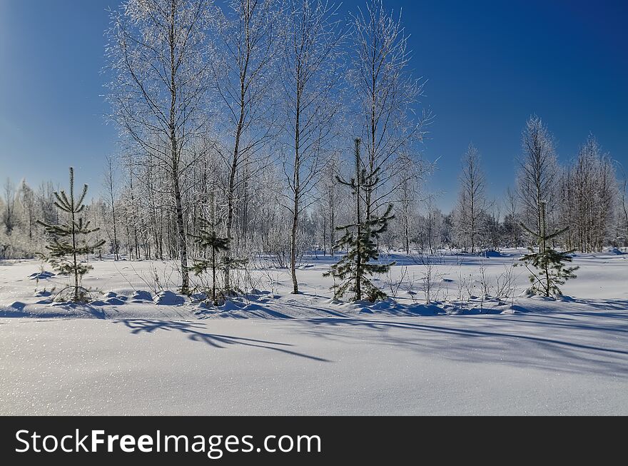 Forest edge with trees covered by snow. Sunny winter landscape. Russian nature. Forest edge with trees covered by snow. Sunny winter landscape. Russian nature.