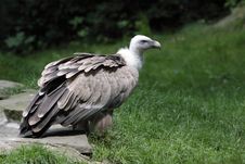Griffon Vulture Royalty Free Stock Photos Griffon Vulture Royalty Free Stock Photos