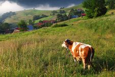 Cow In Alp Mountains Stock Photos