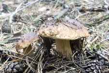 Boletus Edulis Royalty Free Stock Images Boletus Edulis Royalty Free Stock Images