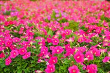 Beautiful Petunia In The Garden Royalty Free Stock Image Beautiful Petunia In The Garden Royalty Free Stock Image