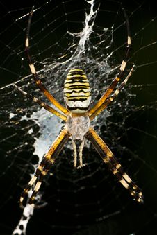 Wasp Spider Stock Photo
