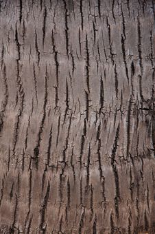 Palm Tree Bark Royalty Free Stock Image