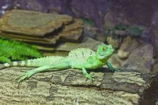 Little Lizard On A Stick Stock Photography Little Lizard On A Stick Stock Photography