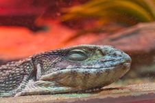 Smiling Face Of Little Lizard Royalty Free Stock Photos Smiling Face Of Little Lizard Royalty Free Stock Photos