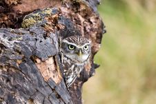 Free A Young Little Owl In Its Natural Habitat Stock Photography - 20353812