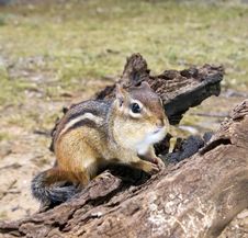 Chipmunk With Fat Cheeks On Driftwood Stock Image