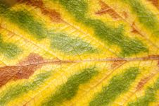 Abstract Leaf Background Stock Photography