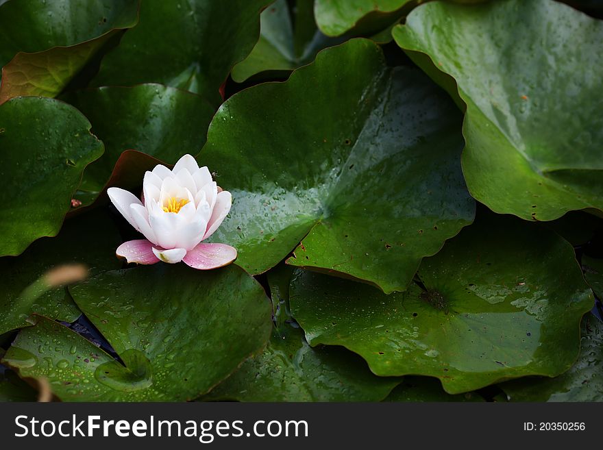 Water Lily With White And Pink Blossom