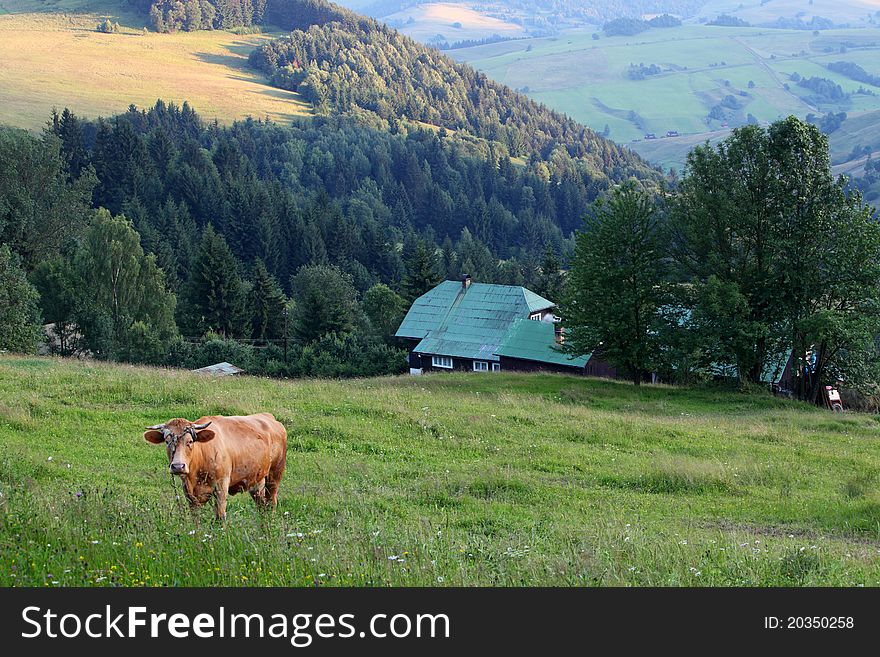 Cow in alp mountains, Switzerland