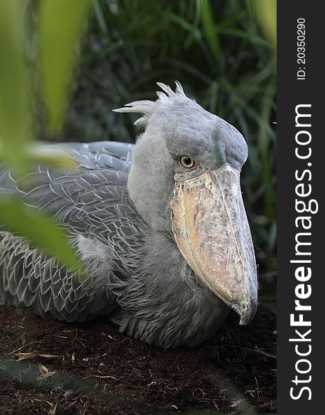 The Shoebill (Balaeniceps rex) sitting on the egg. The Shoebill (Balaeniceps rex) sitting on the egg.