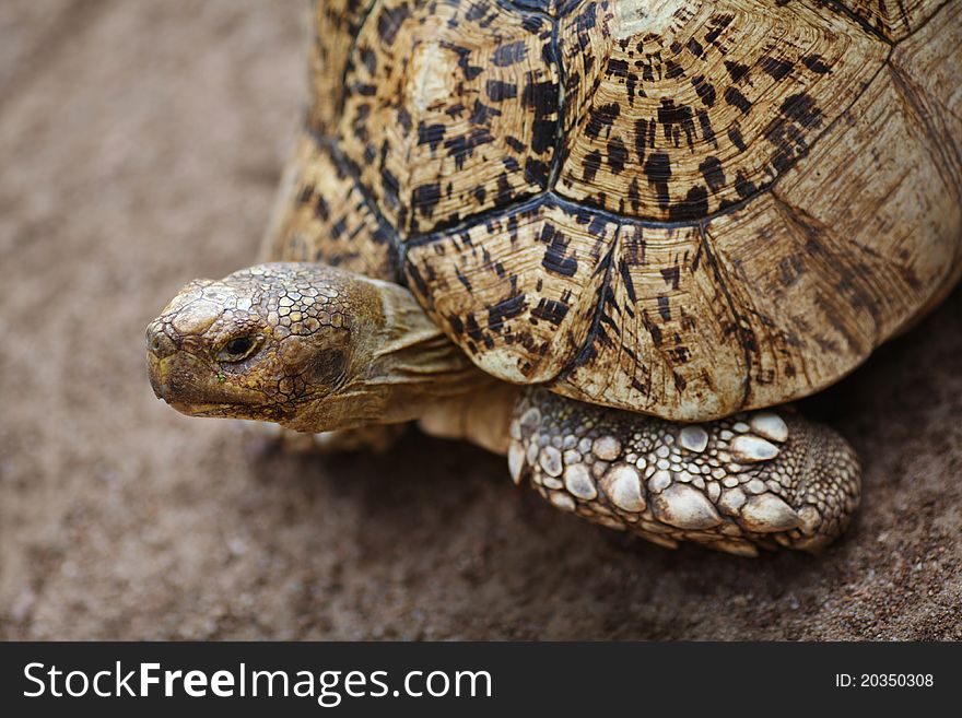 Big Tortoise close-up of head and shell