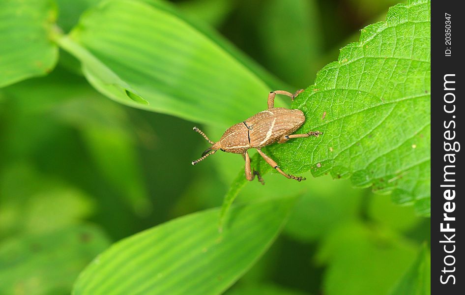 Beetle weevil stay on a green leaf.