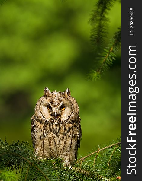 Long Eared Owl sitting in the forest