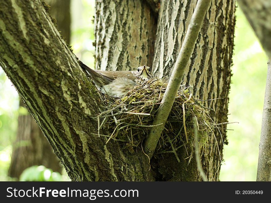 Ouzel incubates eggs in a nest in the forest. Ouzel incubates eggs in a nest in the forest