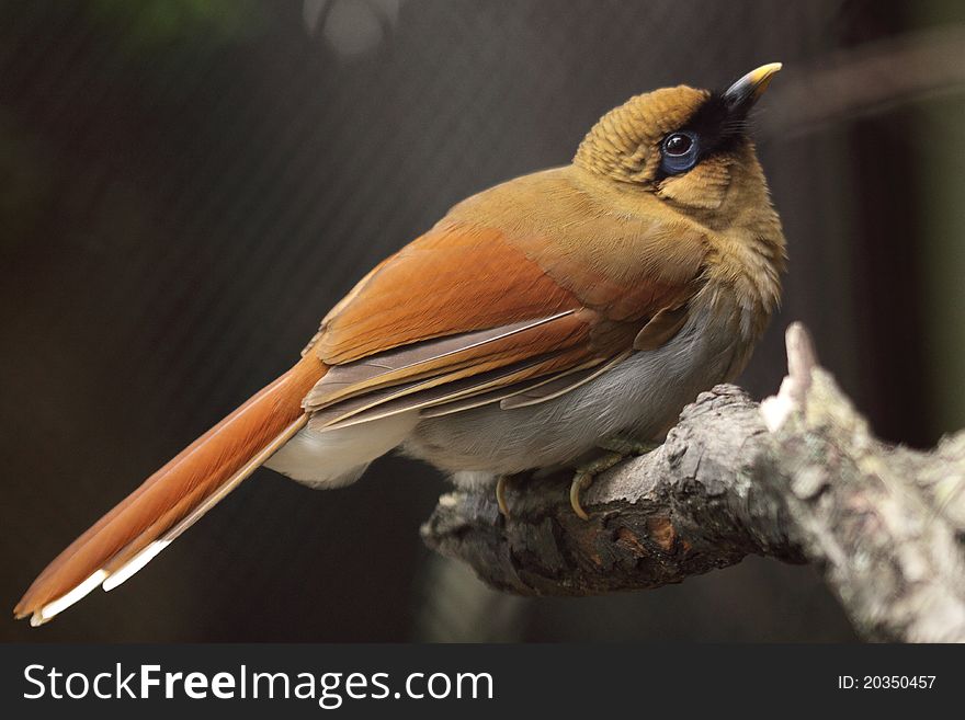The chestnut-winged Laughingthrush sitting on the tweet.