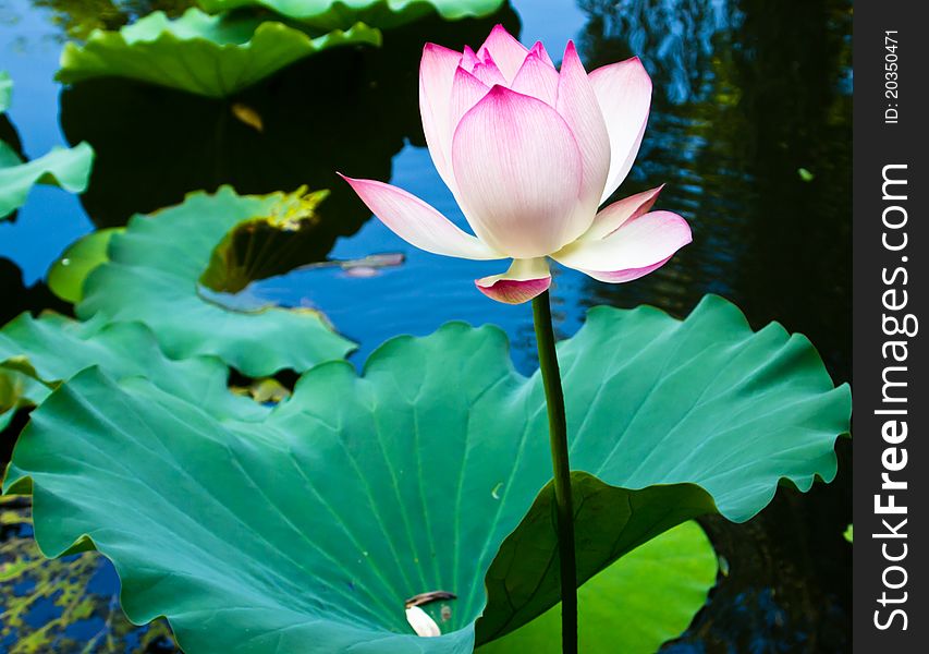 Colorful lotus flower in full bloom