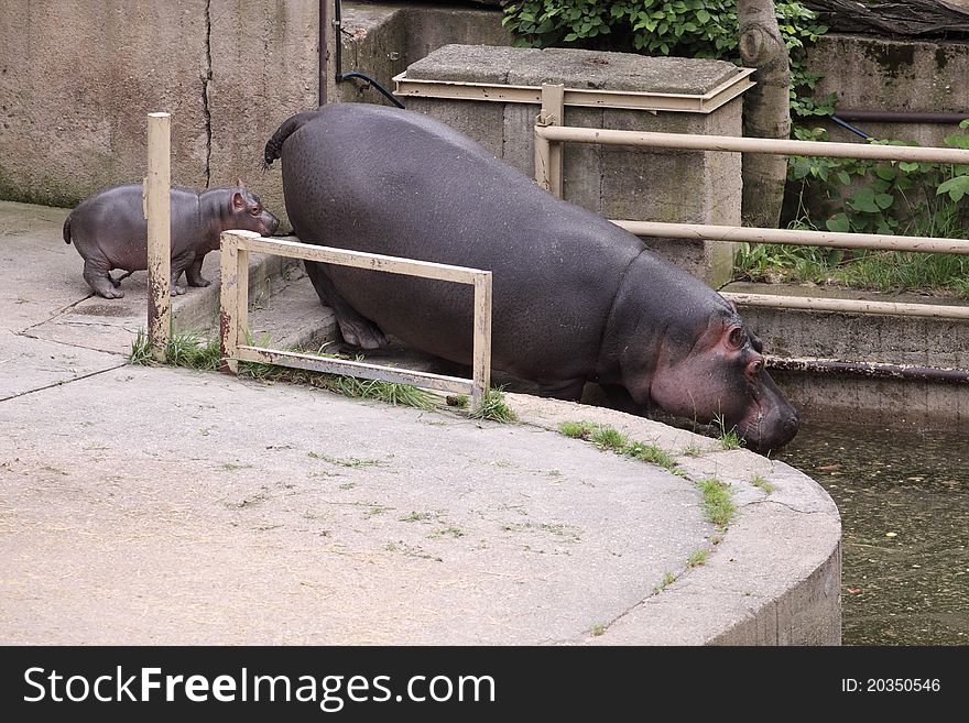 The adult hippotamus followed by her juvenile. The adult hippotamus followed by her juvenile.