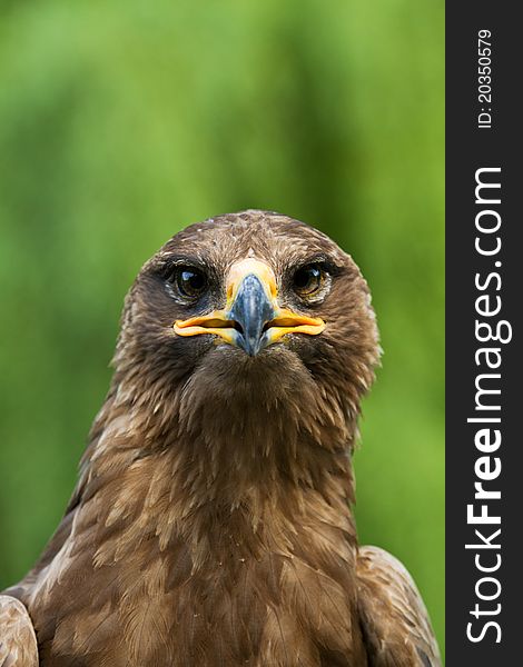 An eagle portrait