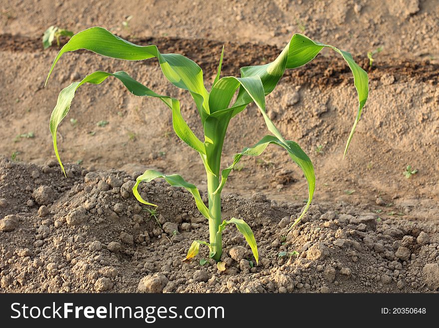 Color photograph on a corn germ