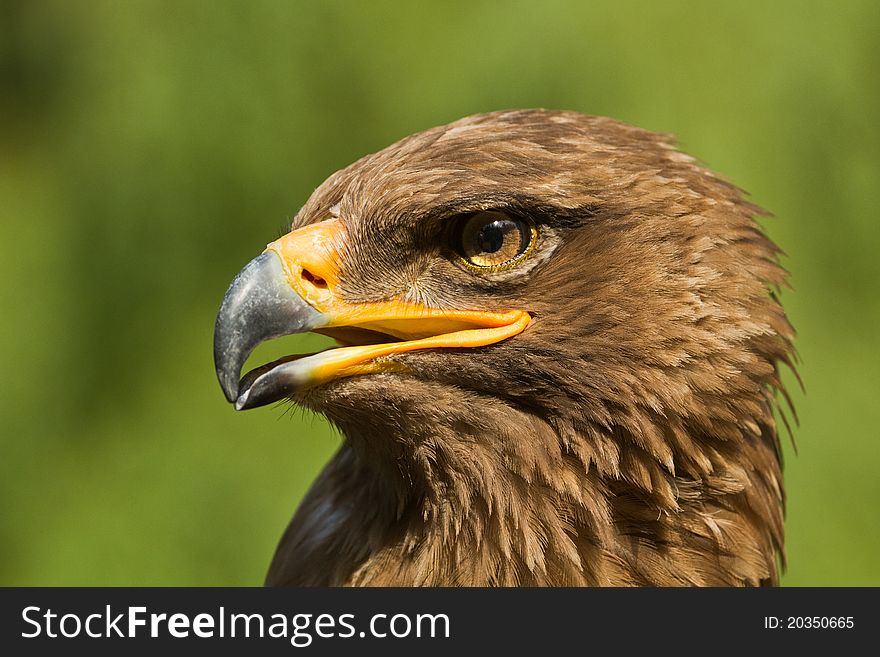 A close portrait of an eagle. A close portrait of an eagle
