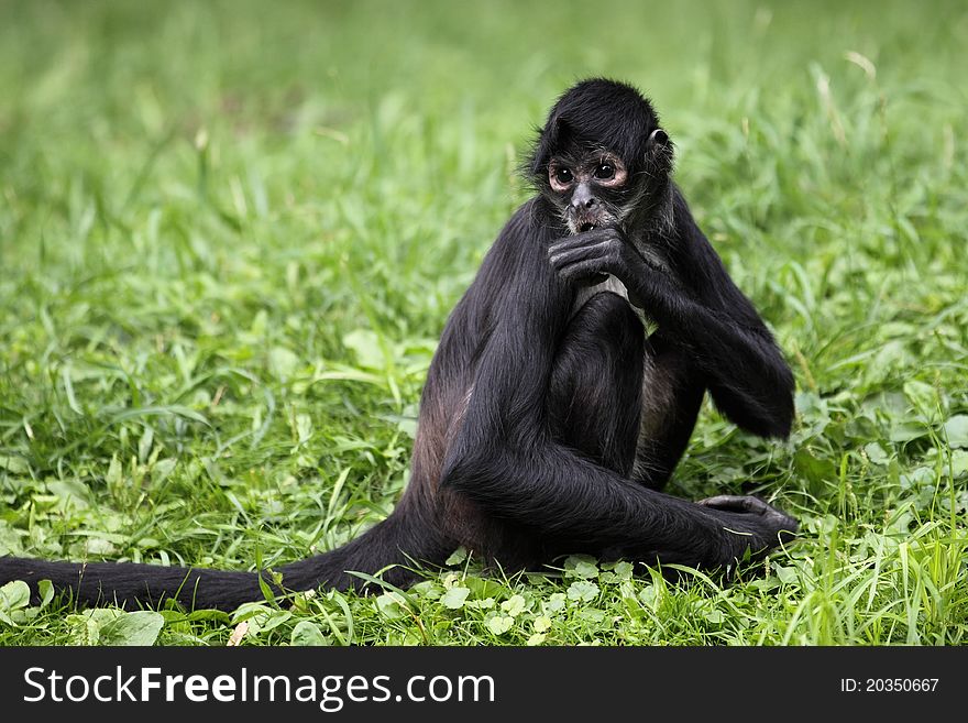 The Geoffroy's spider monkey sitting in the grass.