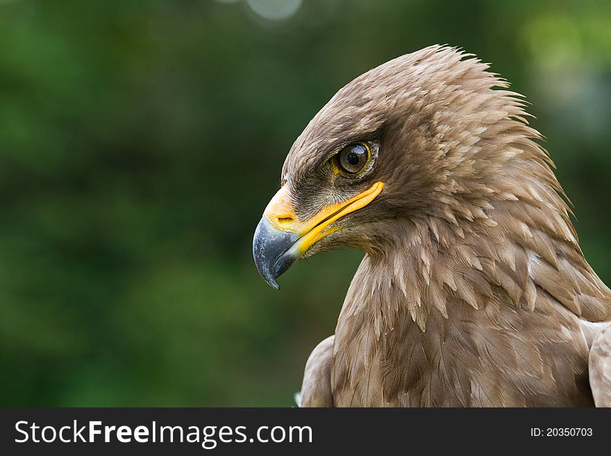 An eagle portrait
