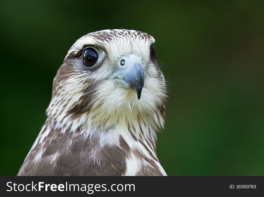 A hawk portrait