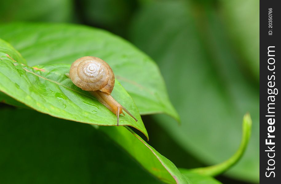 Snail on a green leaf .