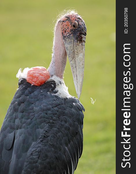 The detail of marabou stork.