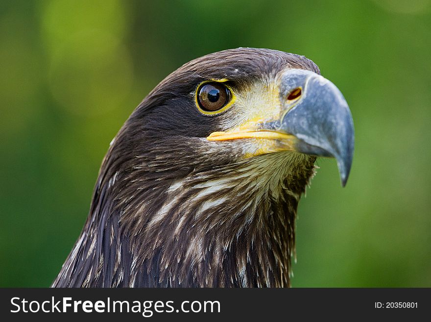 An eagle portrait