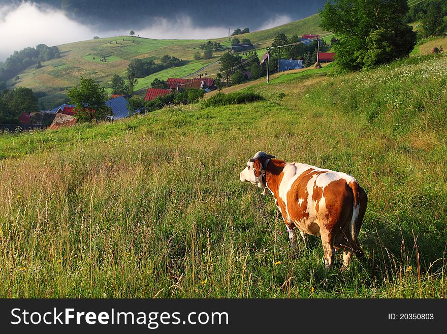 Cow in alp mountains, Switzerland